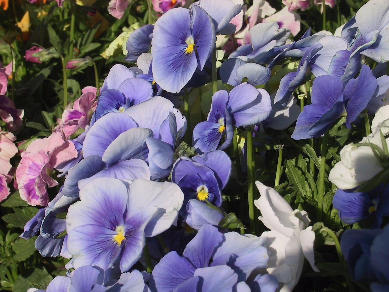 flowers pansy blue free photo