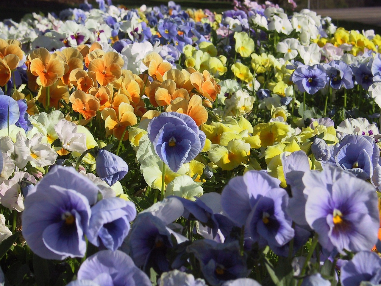 flowers pansies colorful free photo
