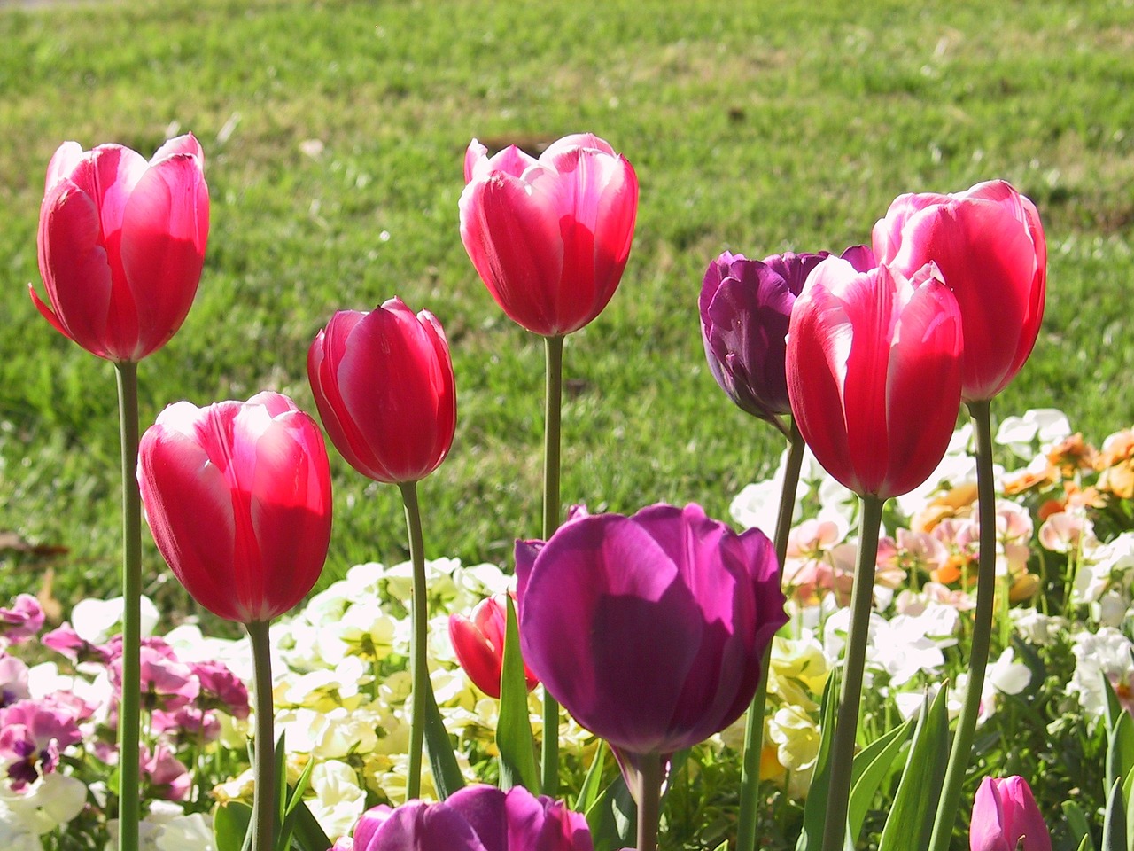 flowers tulip red free photo