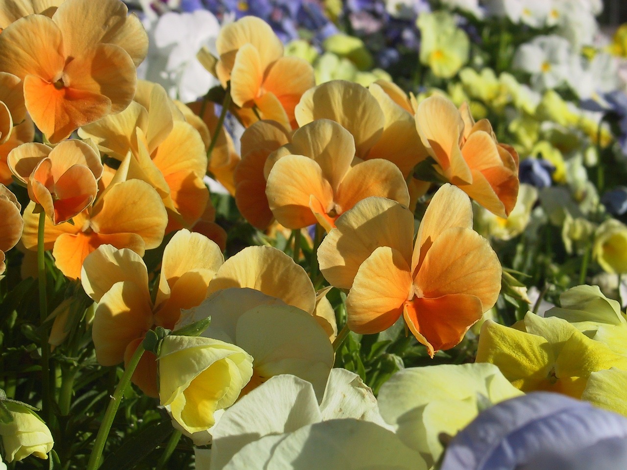 flowers pansies colorful free photo