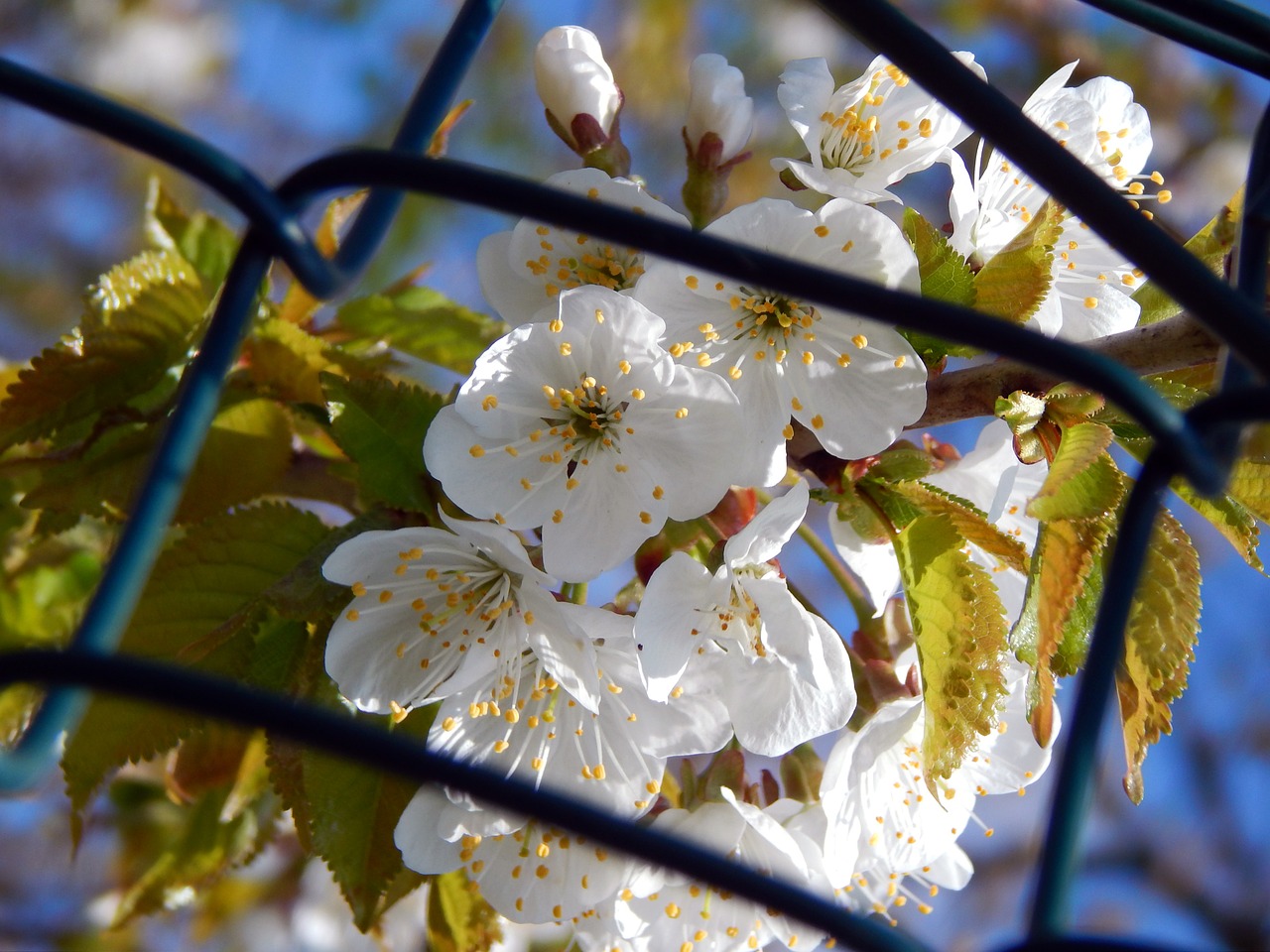 flowers spring colors free photo