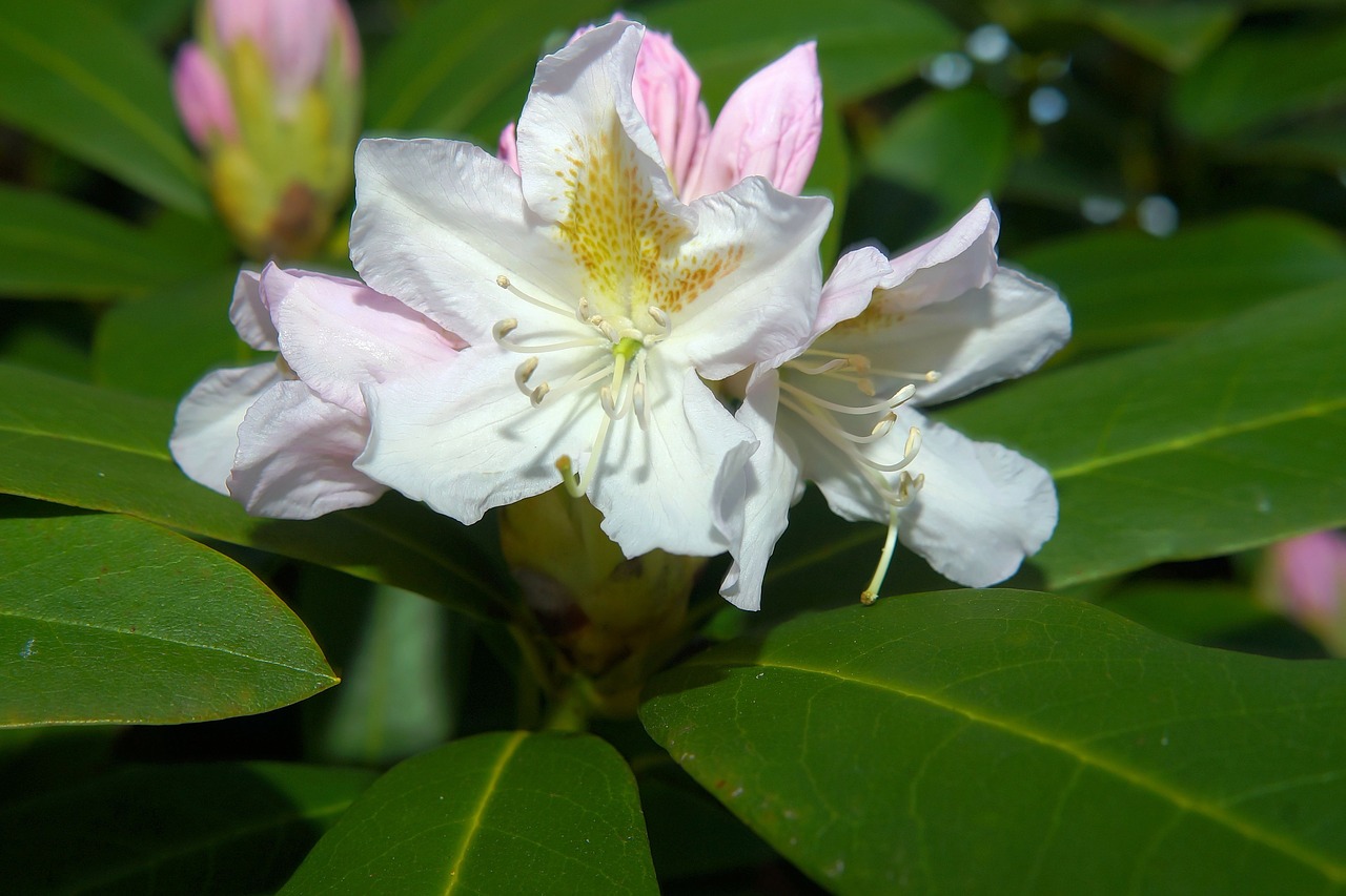 flowers rhododendrons bush free photo