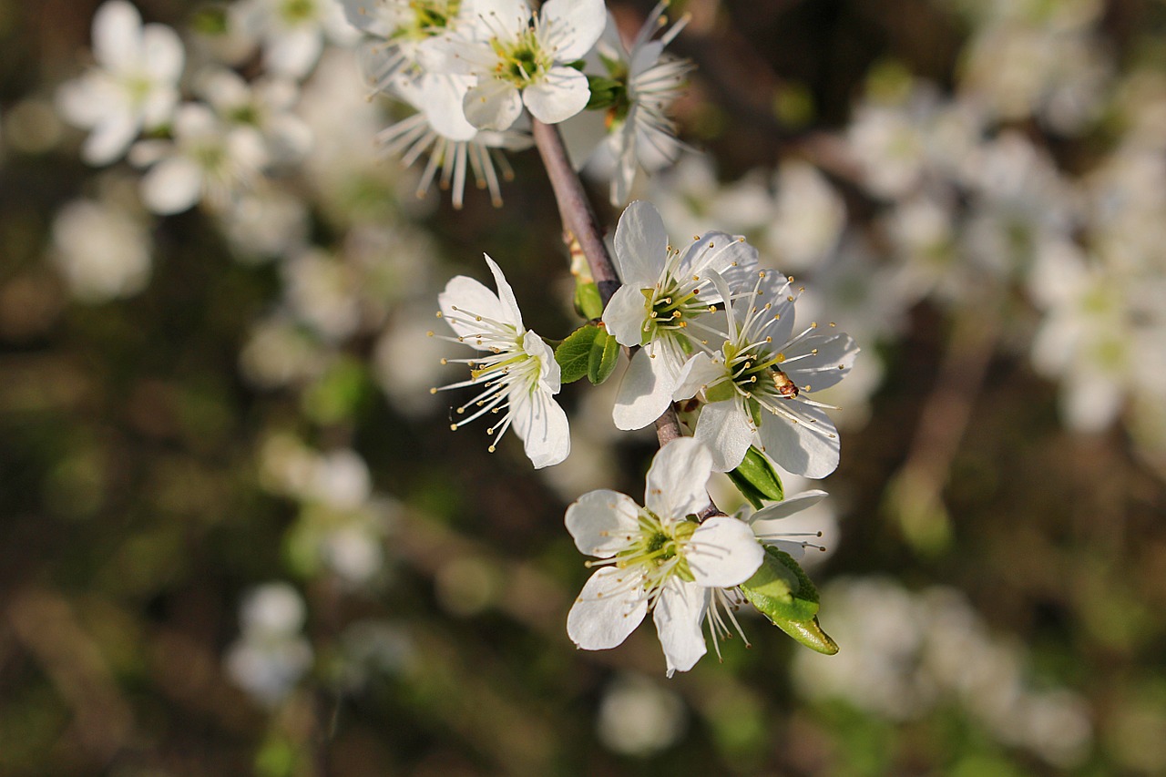 flowers cherry blossoms flowering twig free photo