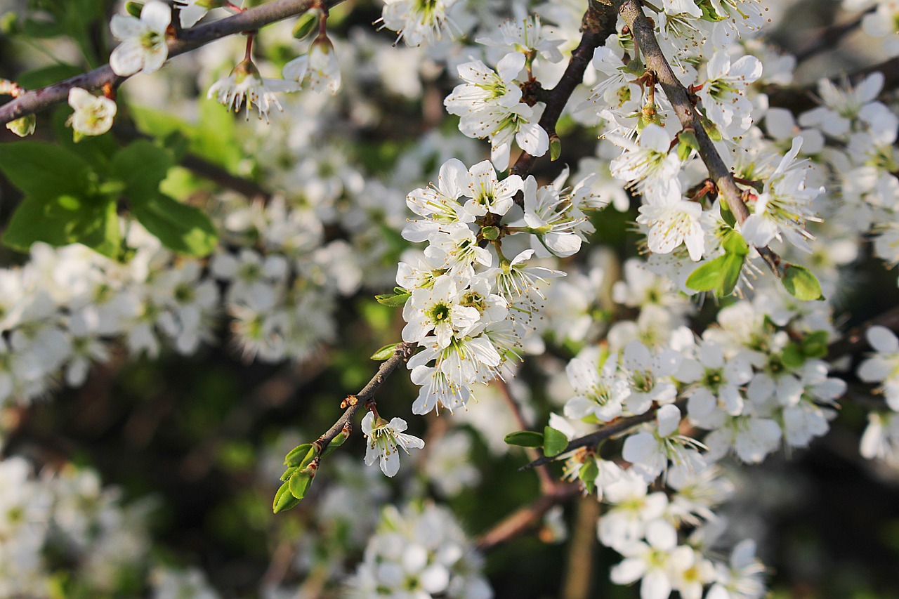 flowers cherry blossoms flowering twig free photo
