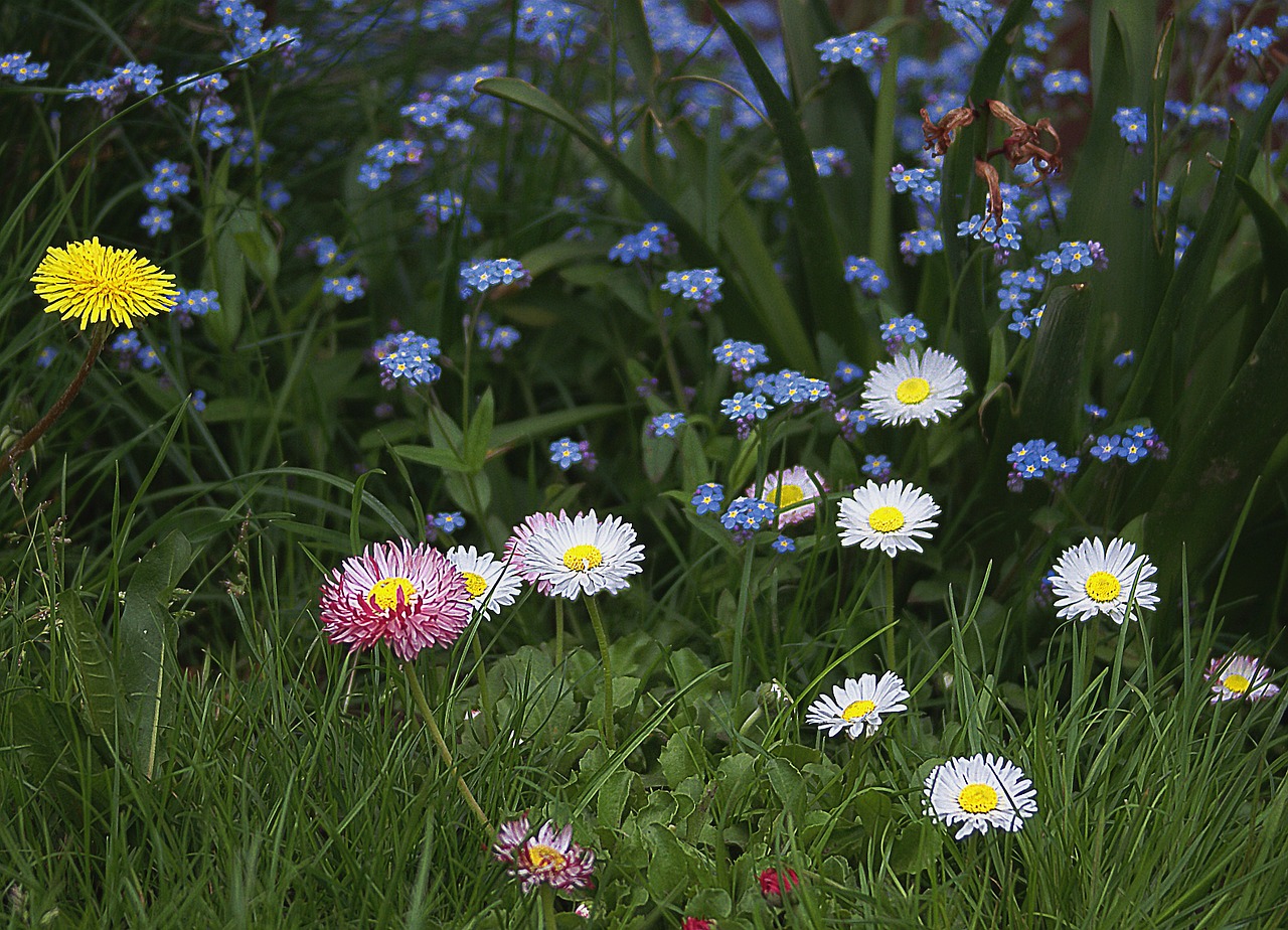 flowers small flowers garden flowers free photo