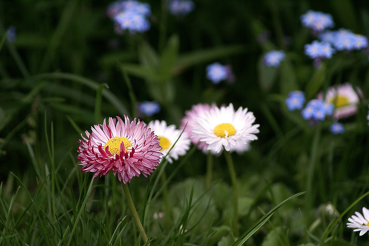 flowers small flowers garden flowers free photo