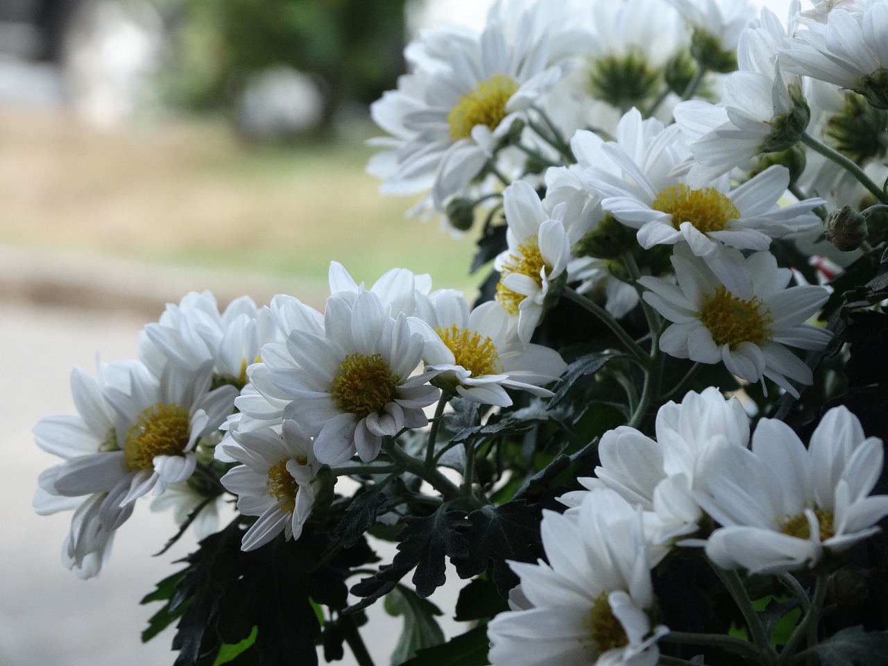 flowers nature chile free photo