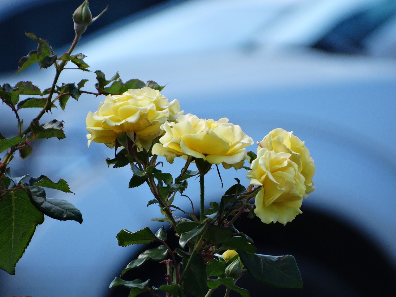 flowers roses yellow free photo