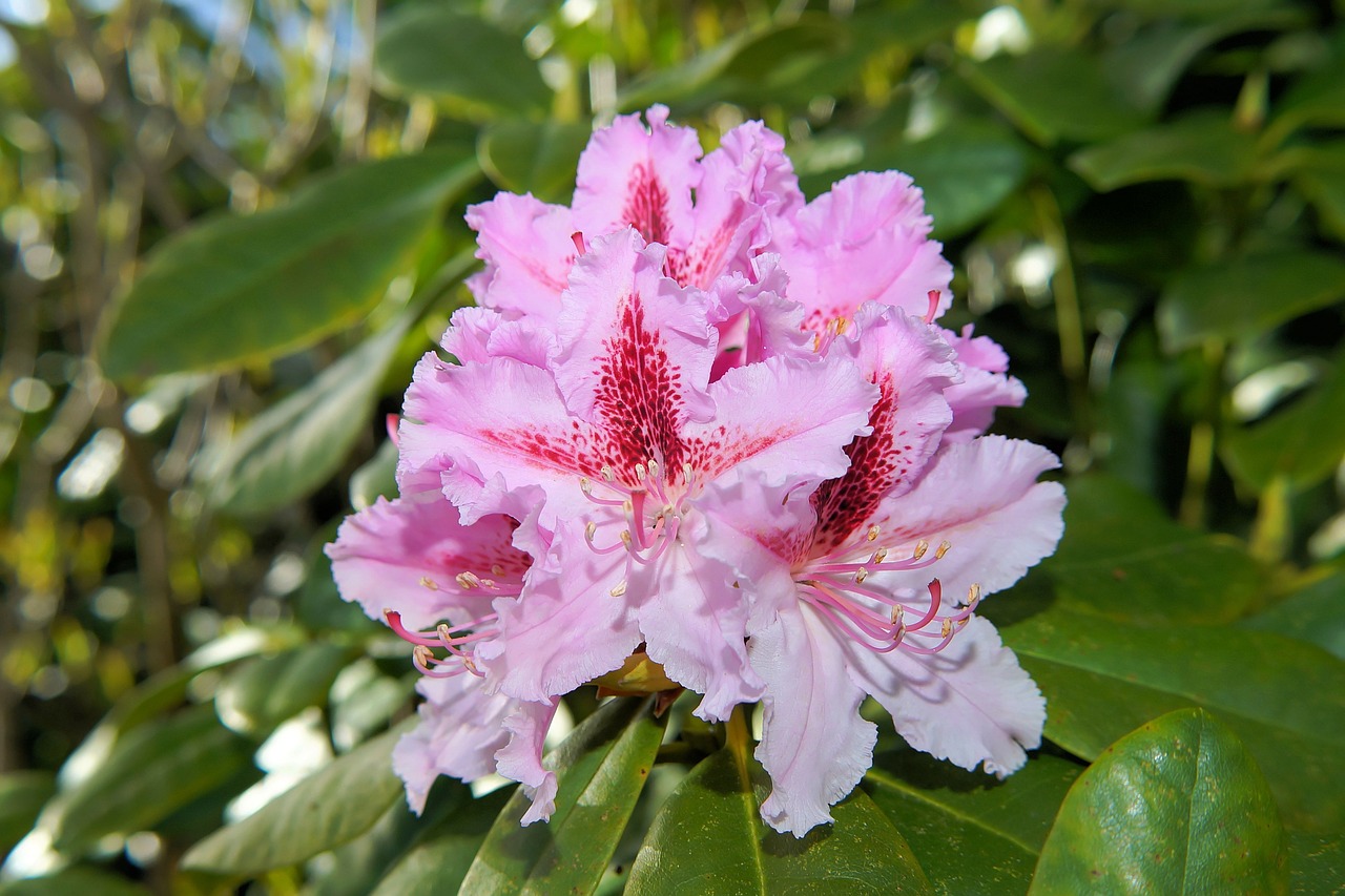 flowers rhododendrons bush free photo