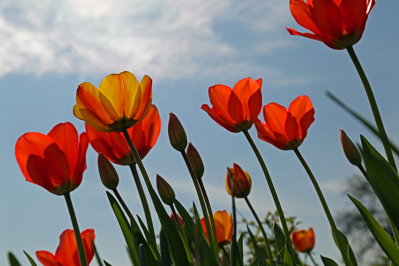 flowers tulips spring free photo