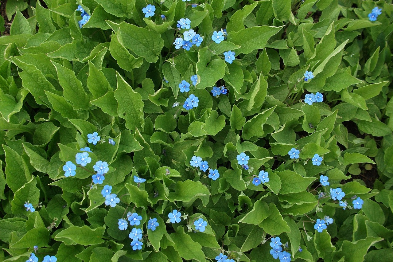 flowers blue nature free photo