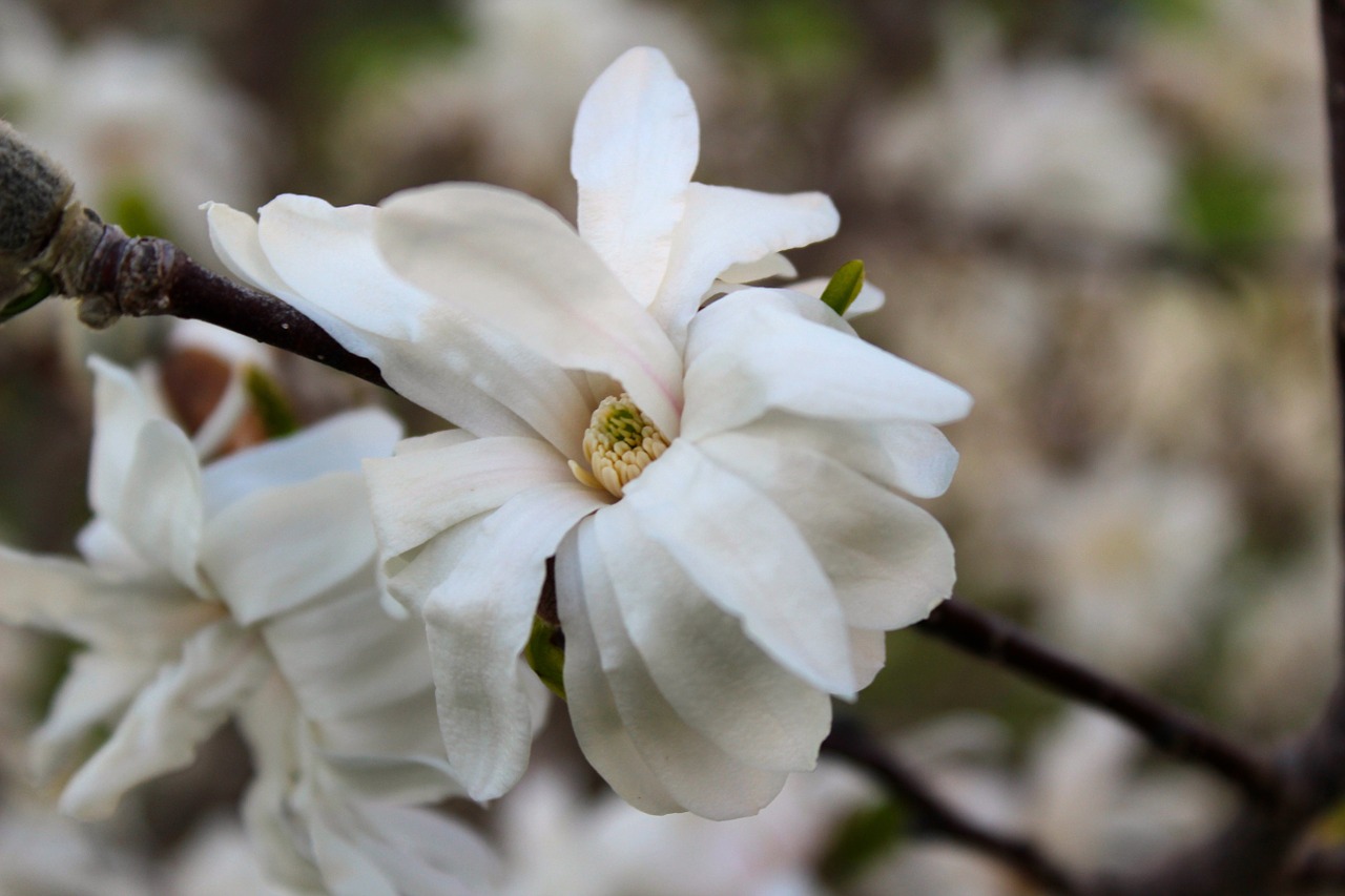 flowers nature spring free photo