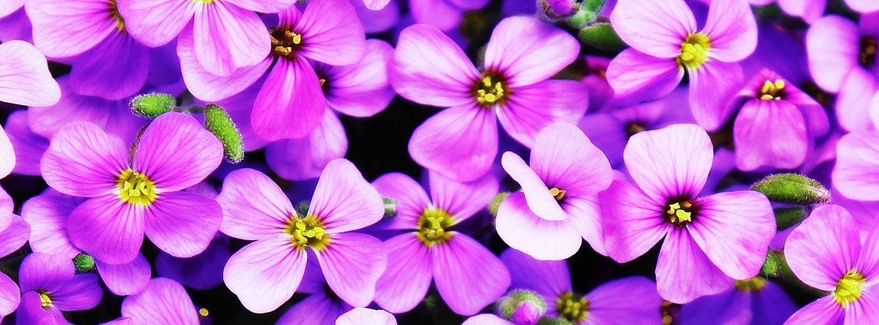 flowers purple blütenmeer free photo