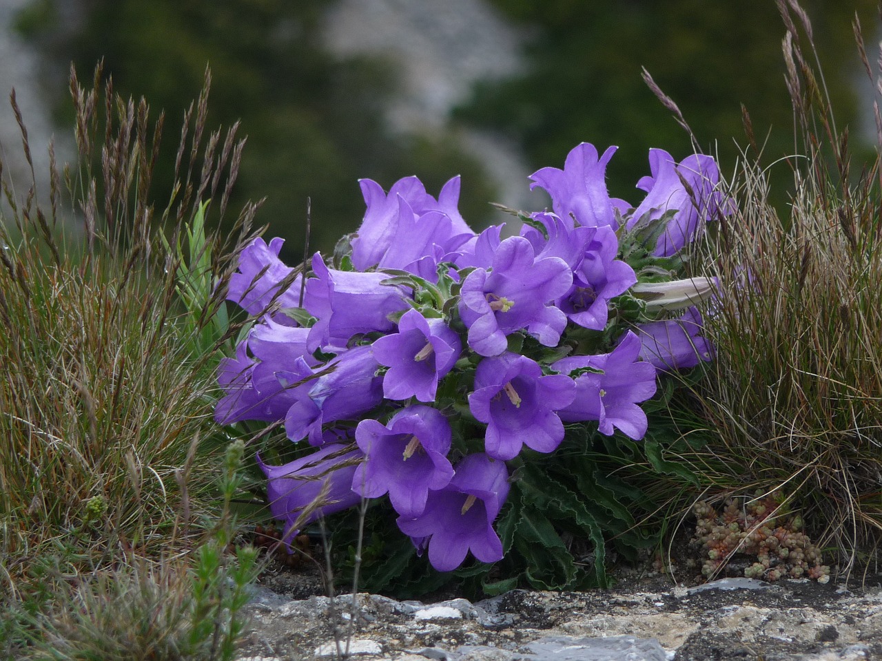 flowers purple mountains free photo