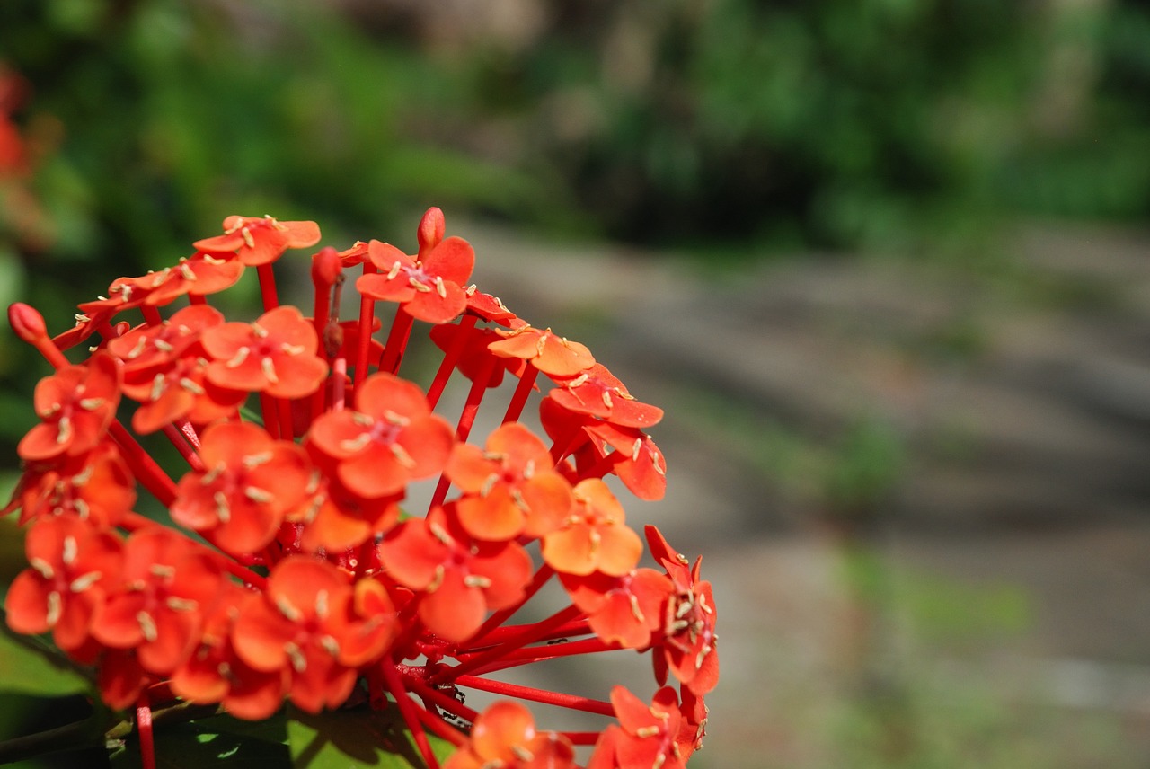 flowers flower wild flower free photo