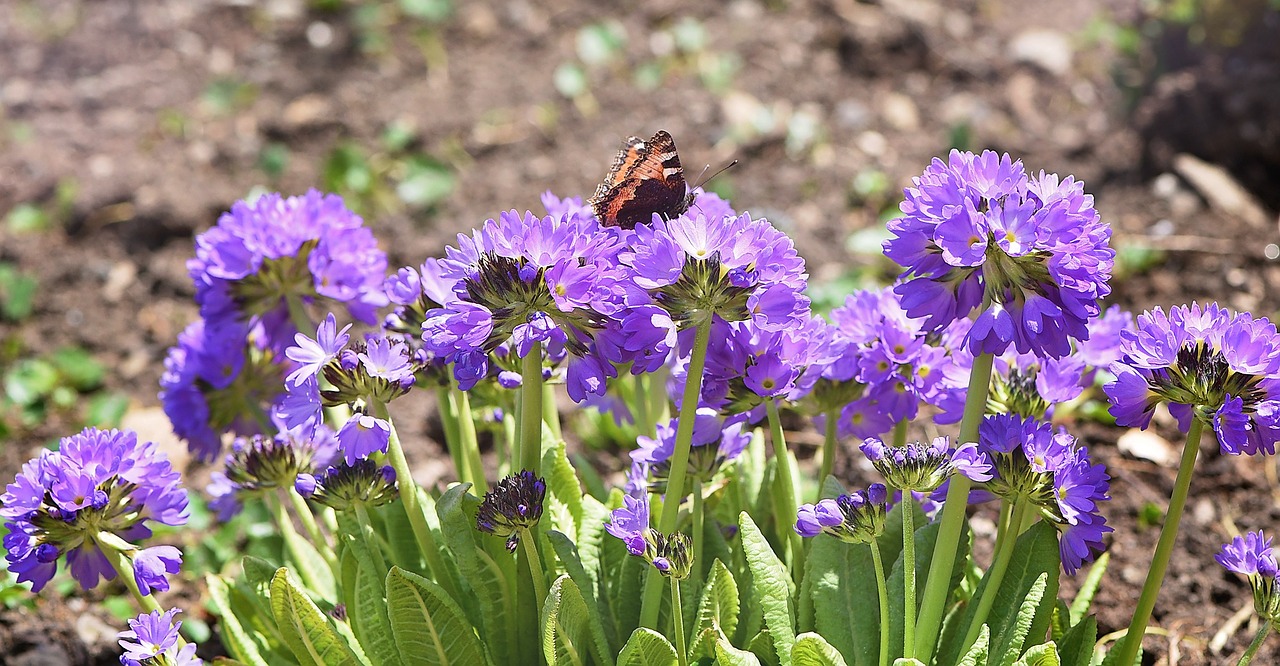 flowers drumstick garden free photo