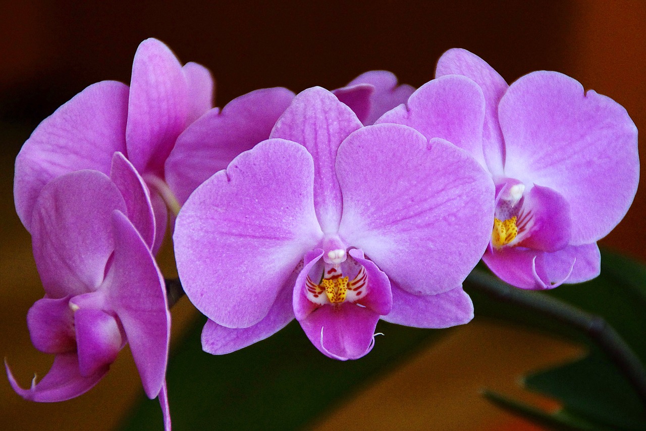 flowers orchid purple free photo