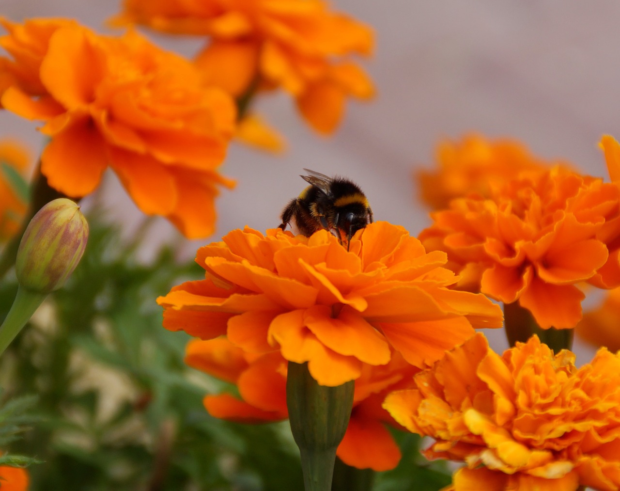 flowers insects bumblebee free photo