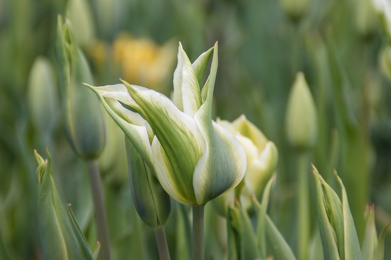 flowers tulip spring free photo