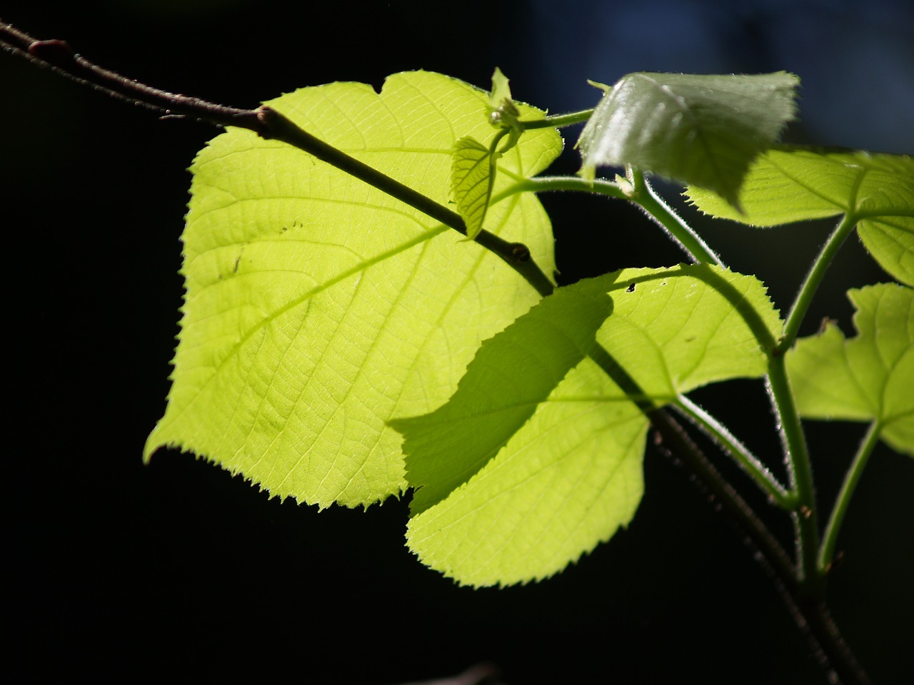 flowers plants nature free photo