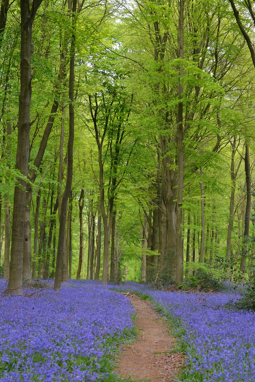 flowers forest beech wood free photo