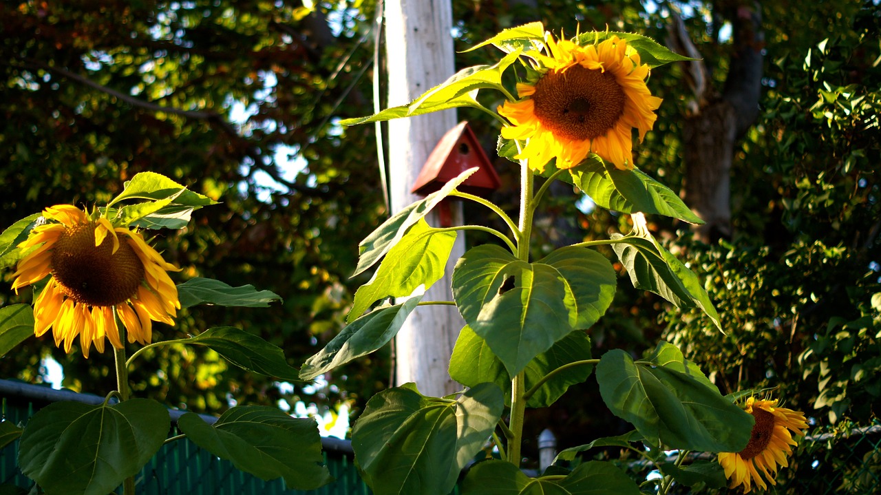 flowers sunflower yellow free photo