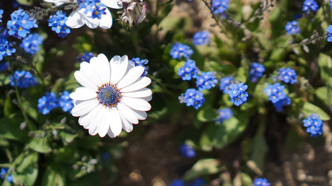 flowers spring flowers picnic free photo