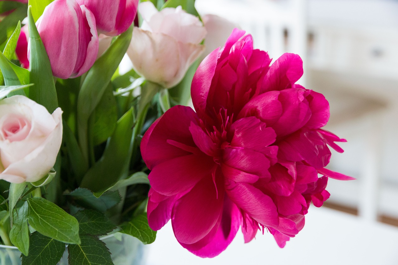 flowers peony tulips free photo