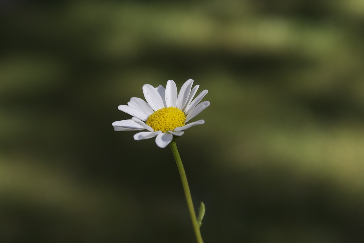 flowers daisy garden free photo