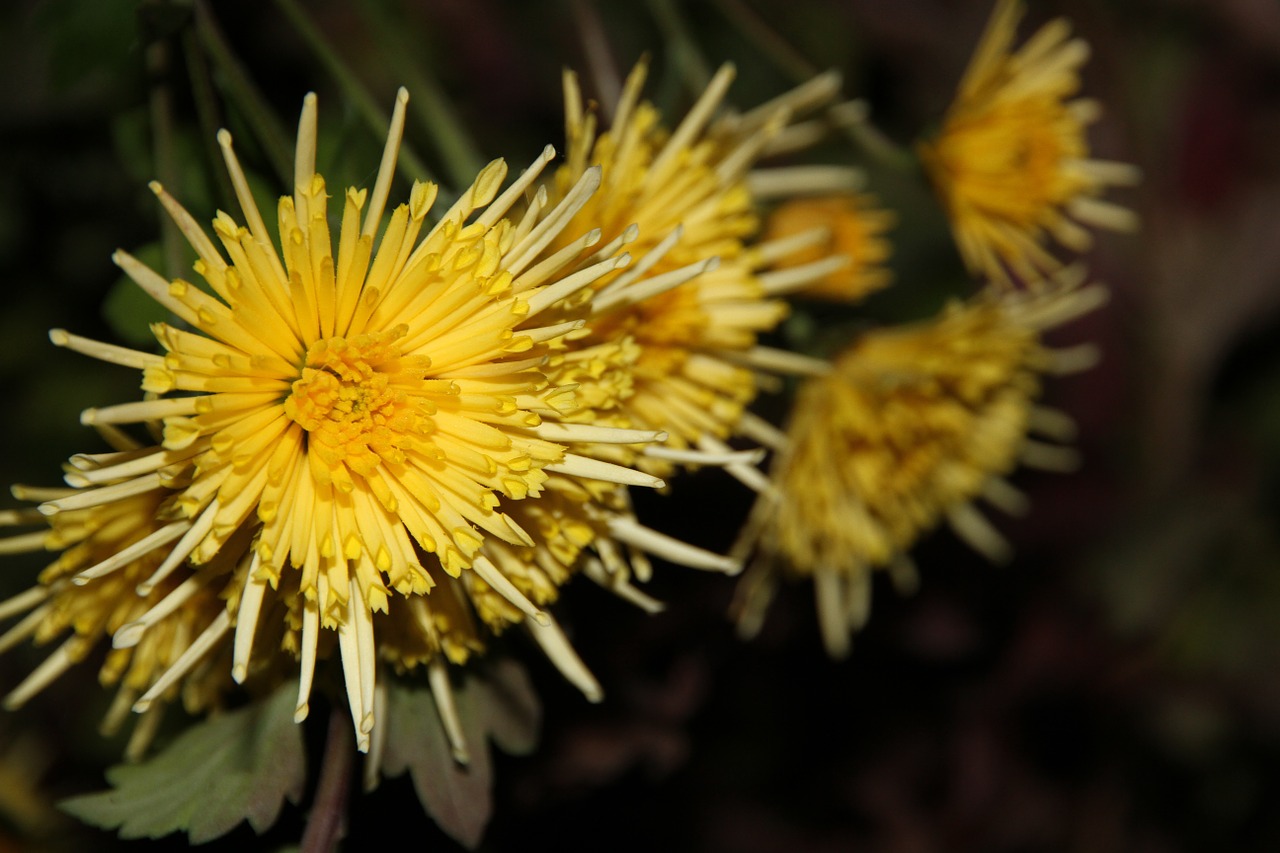 flowers yellow macro free photo