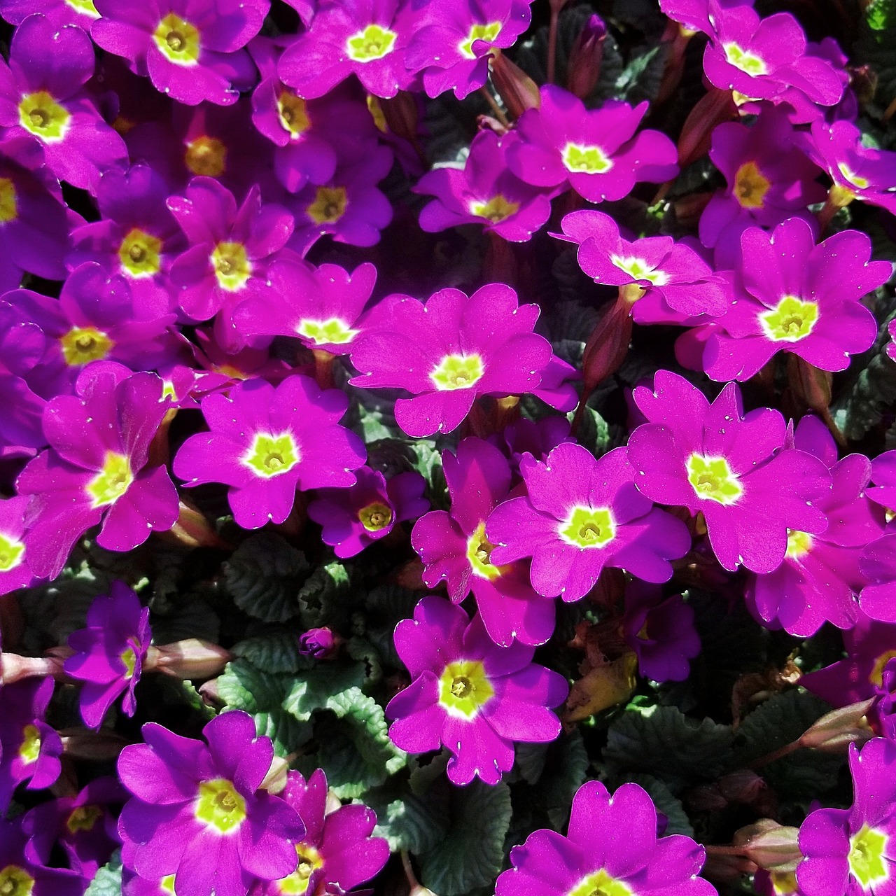 flowers pink violet free photo