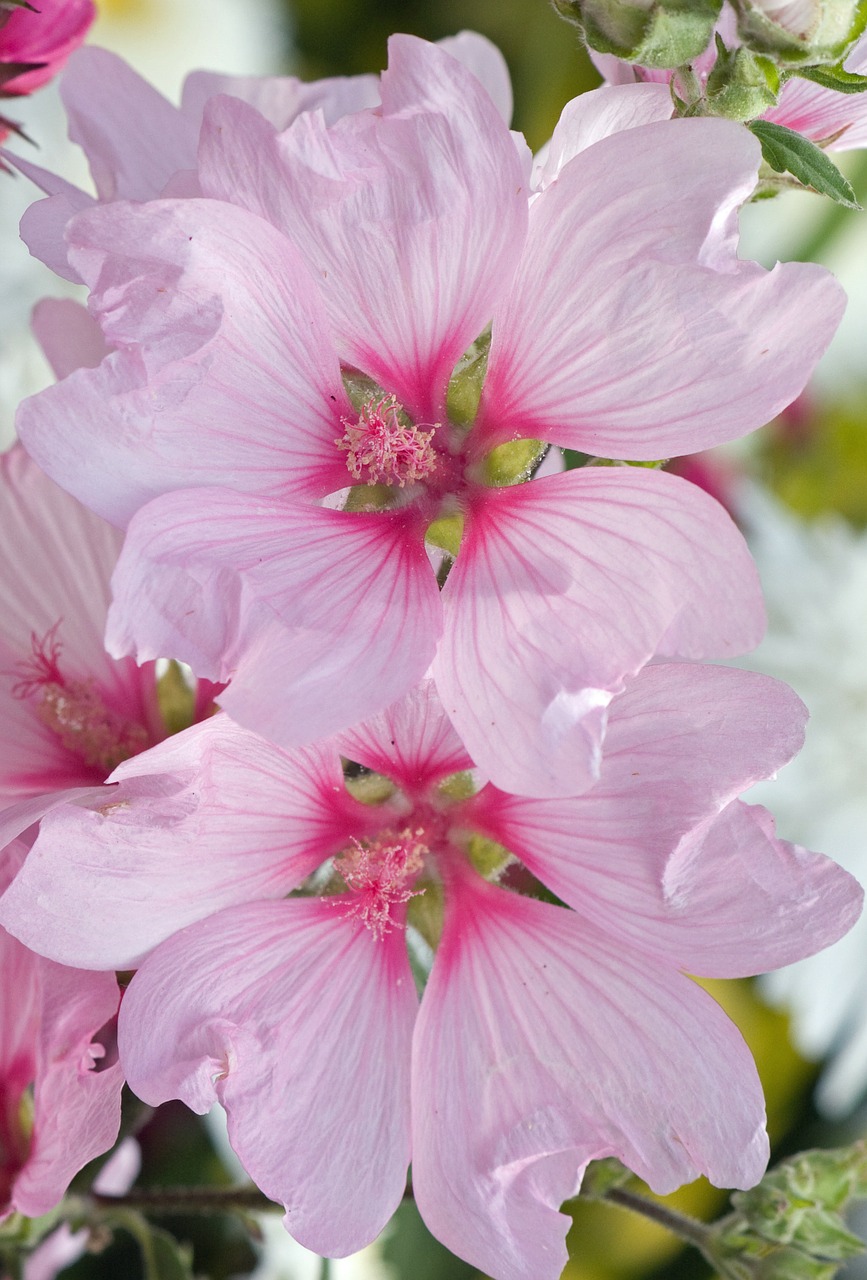 flowers pink blooms free photo