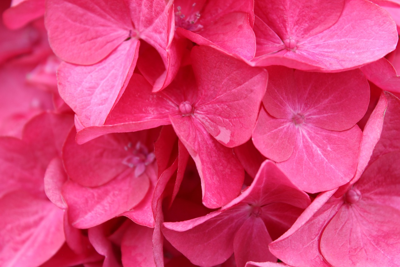 flowers pink petals free photo