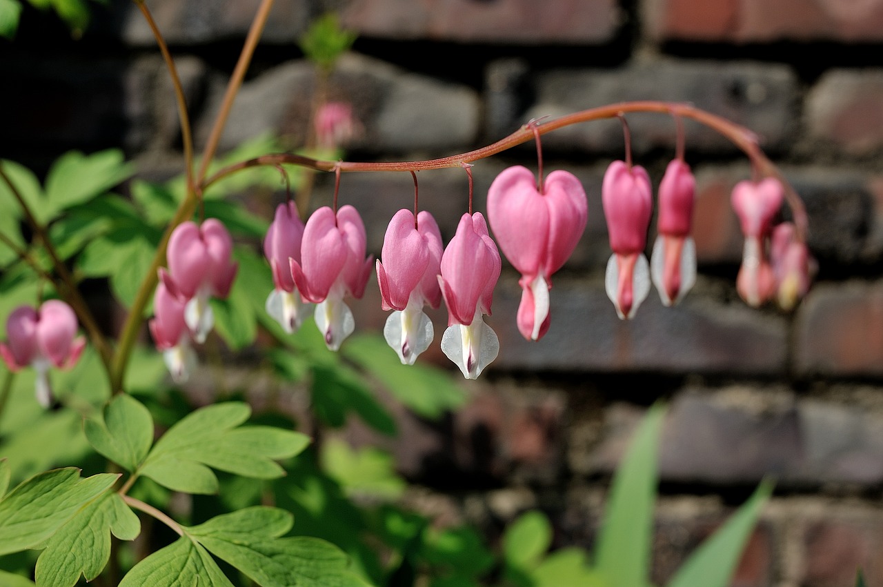 flowers may spring free photo