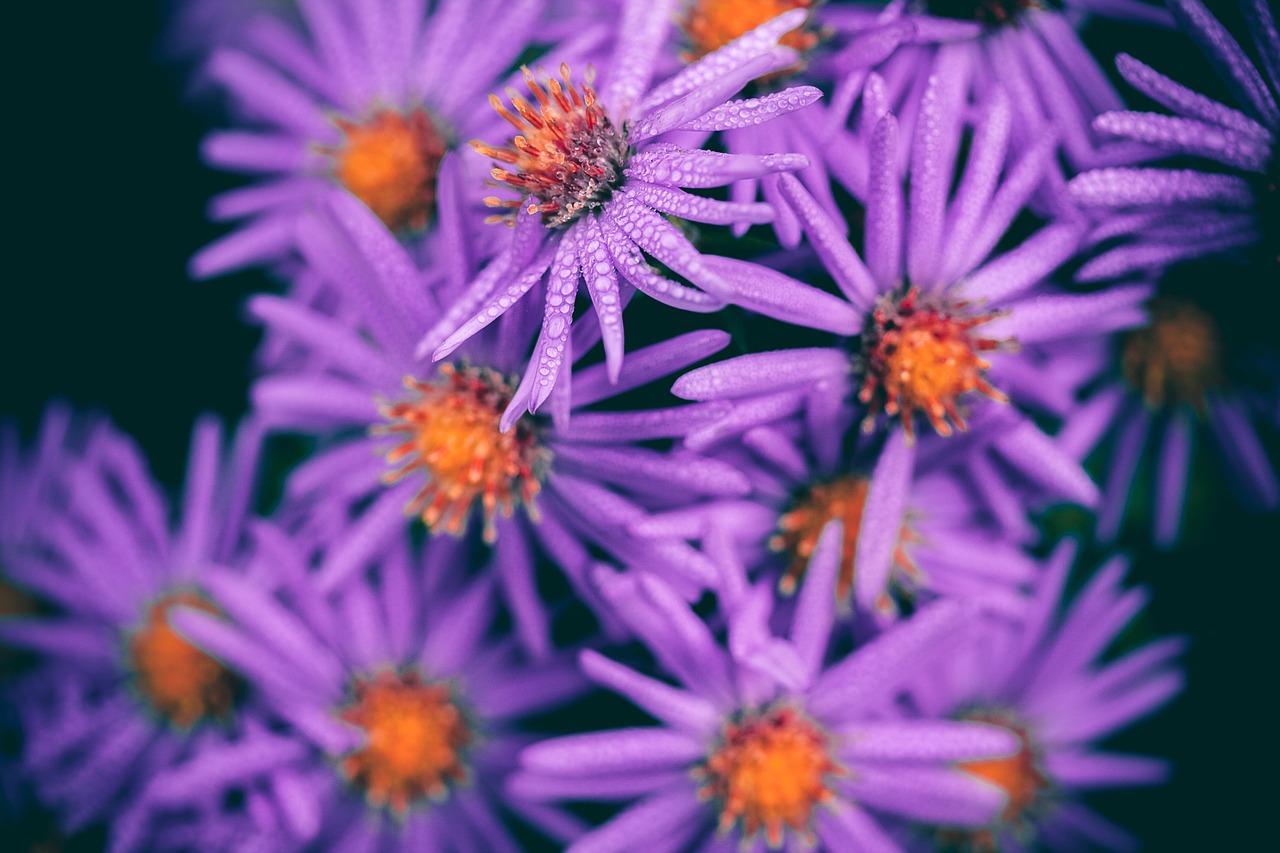 flowers pink garden free photo