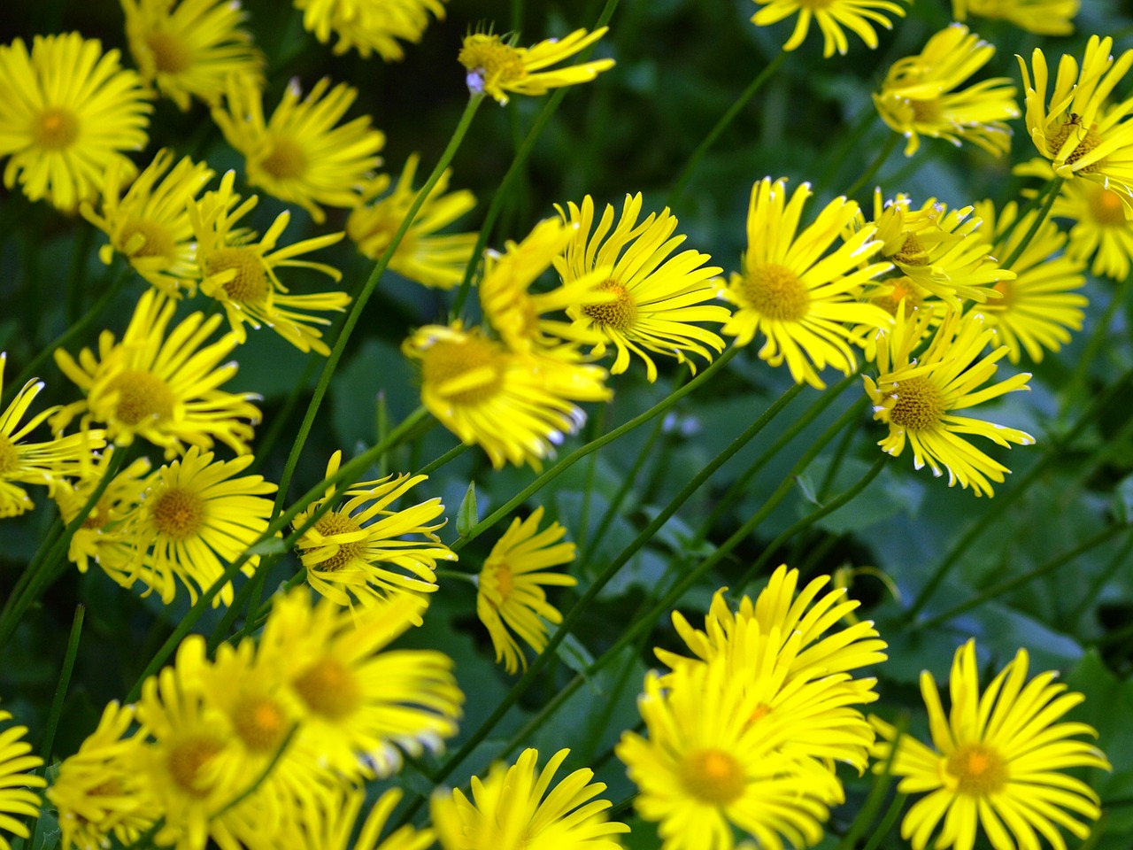 flowers yellow spring free photo