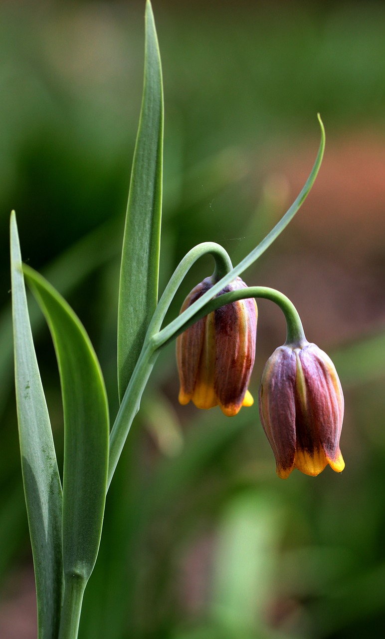 flowers spring plant free photo