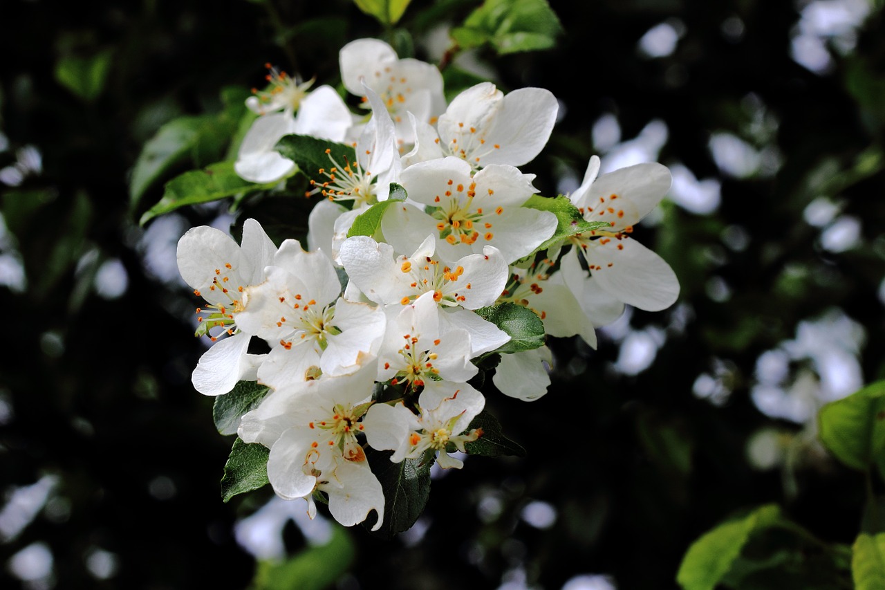 flowers pollen spring free photo