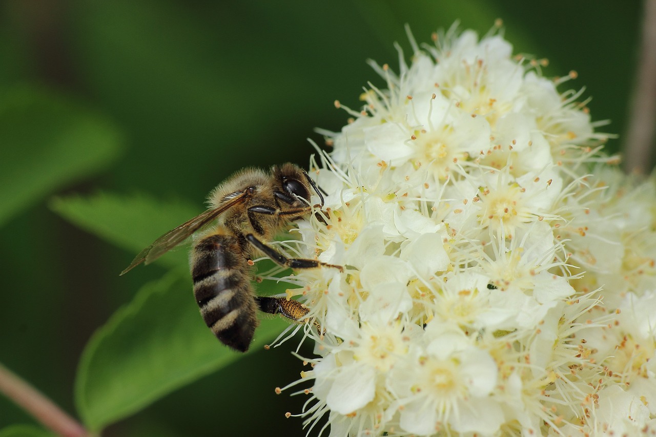 flowers pollen pollination free photo