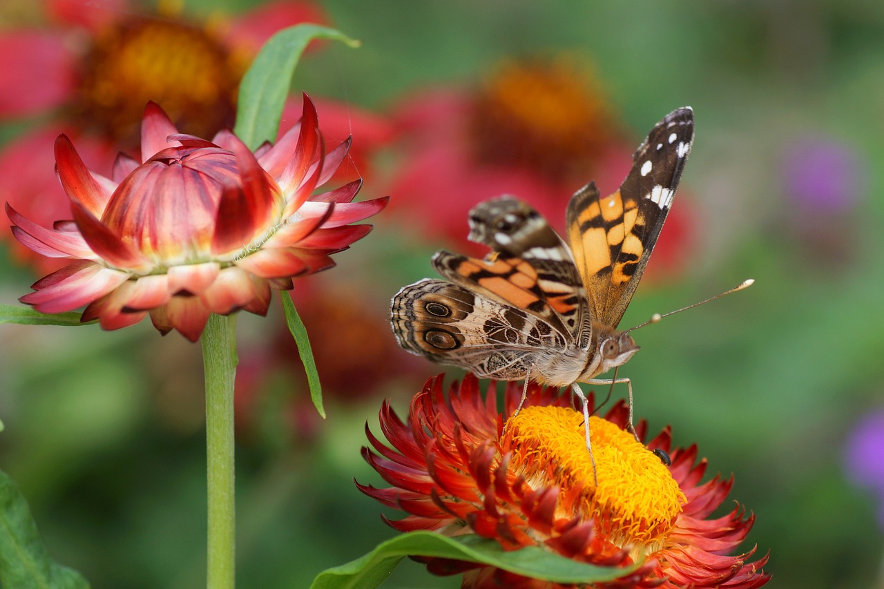 flowers butterfly macro free photo