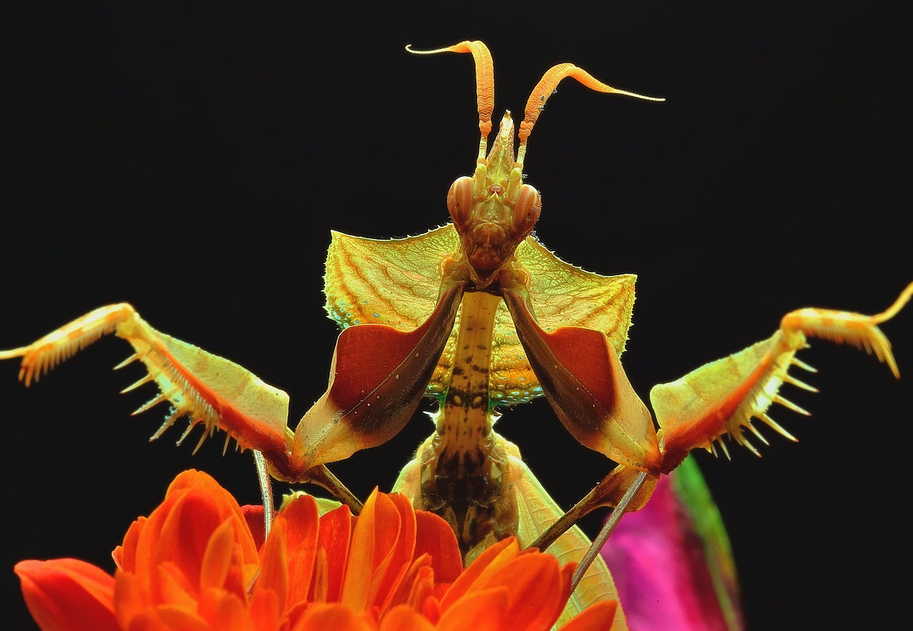 flowers praying mantis macro free photo