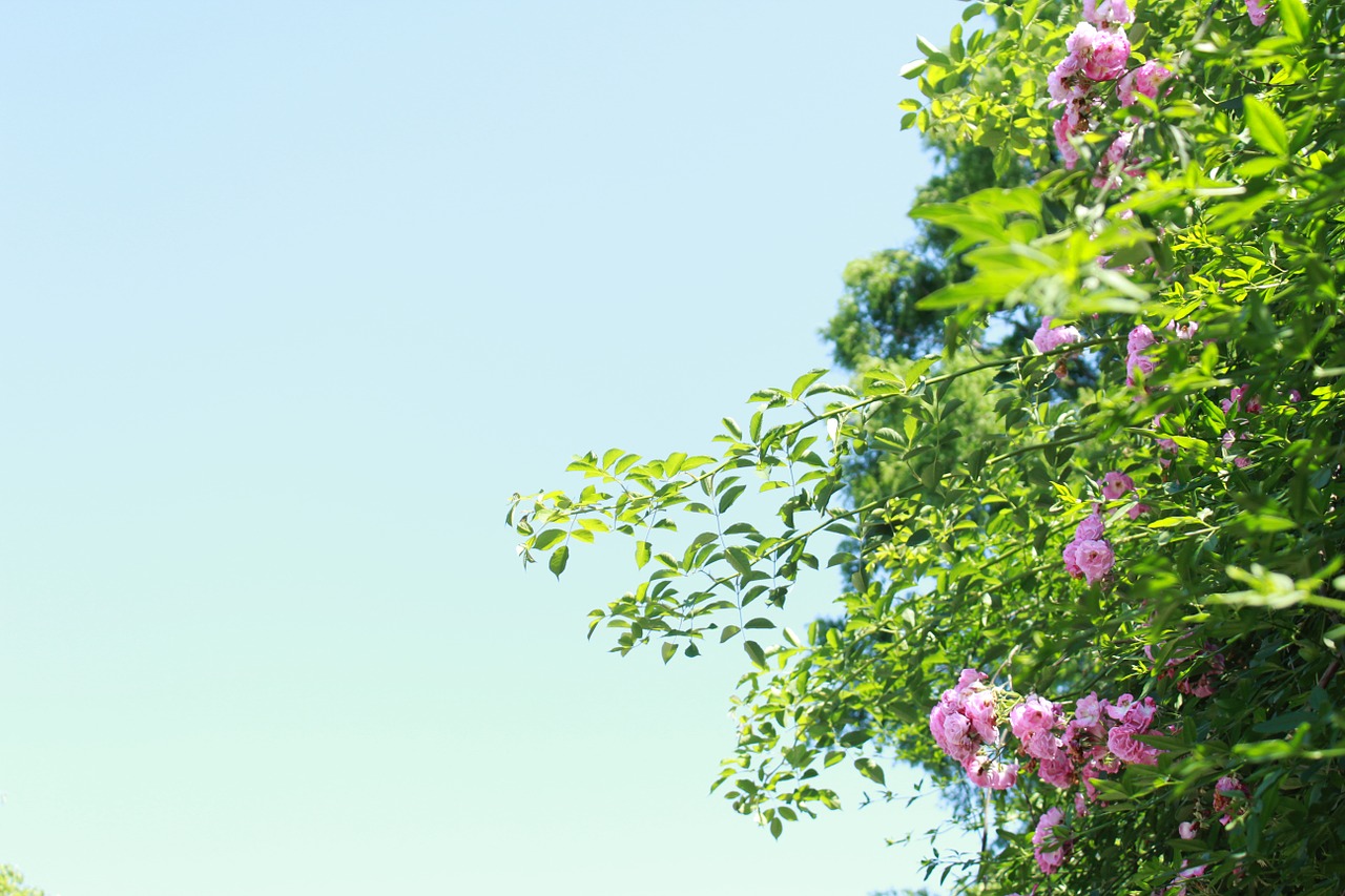 flowers plant sunshine free photo