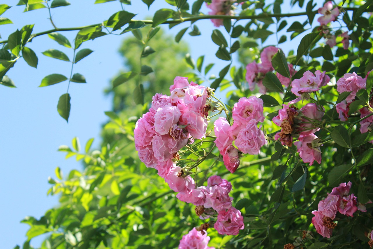 flowers plant sunshine free photo