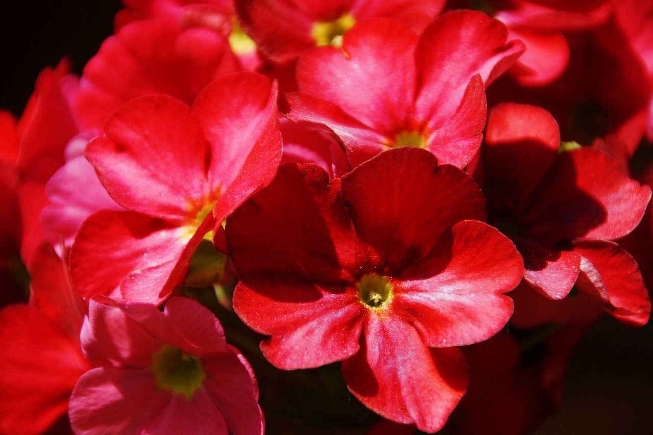 flowers red primule free photo