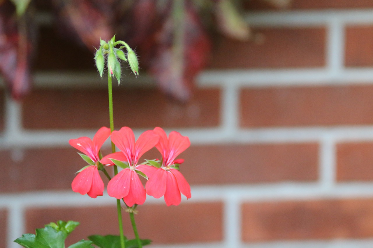 flowers geranium red free photo