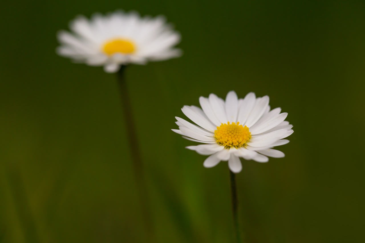 flowers spring nature free photo