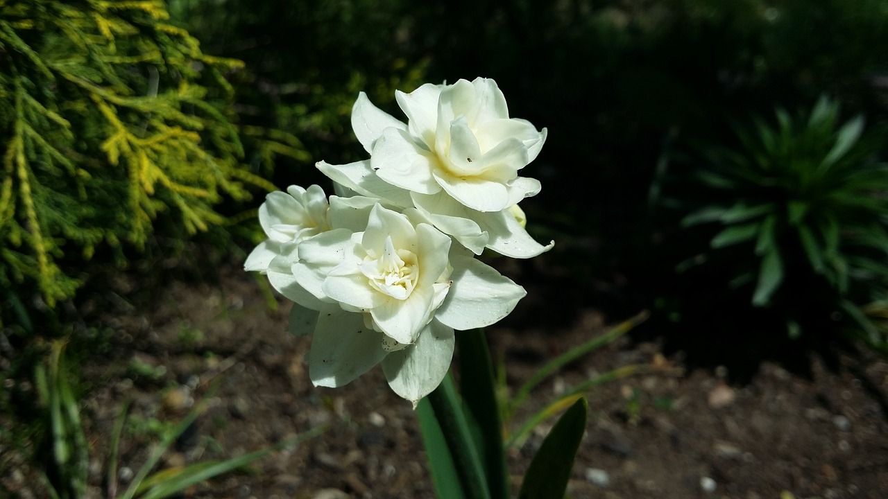 flowers bulb yellow free photo