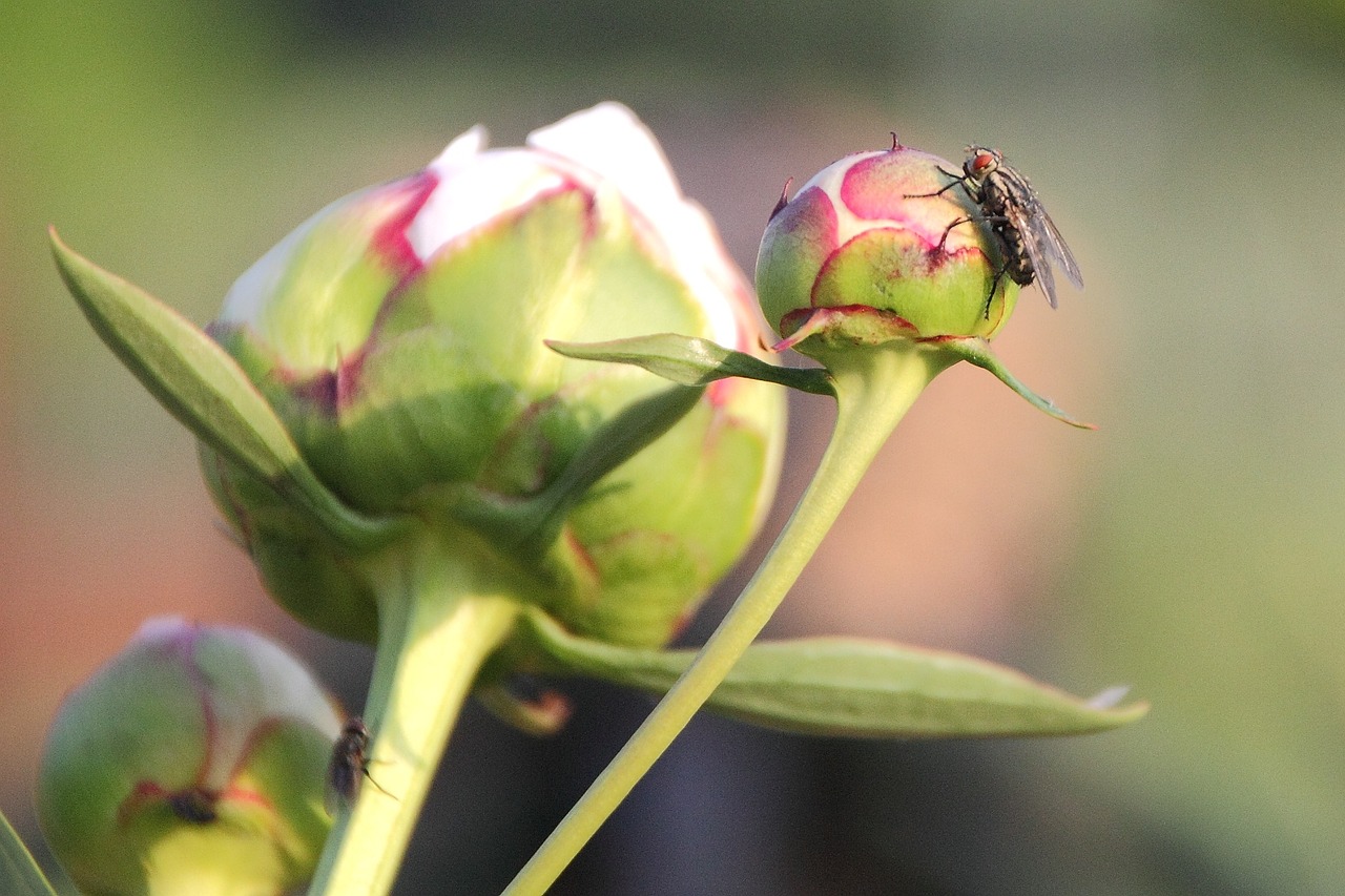 flowers insects flower free photo