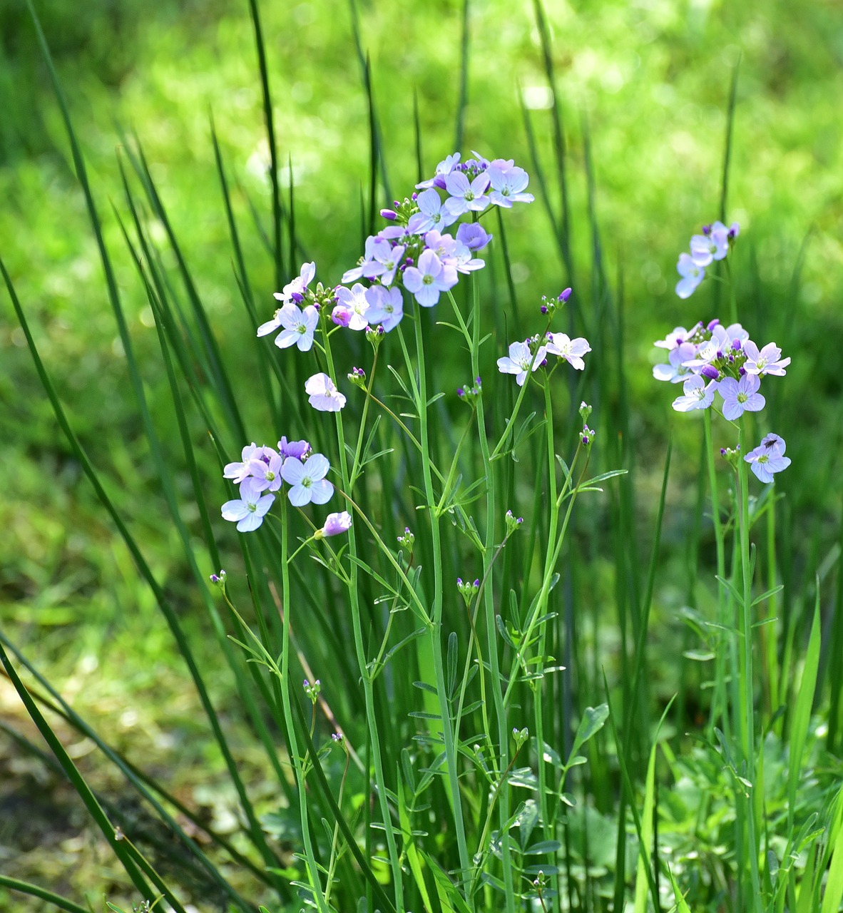 flowers purple flower free photo