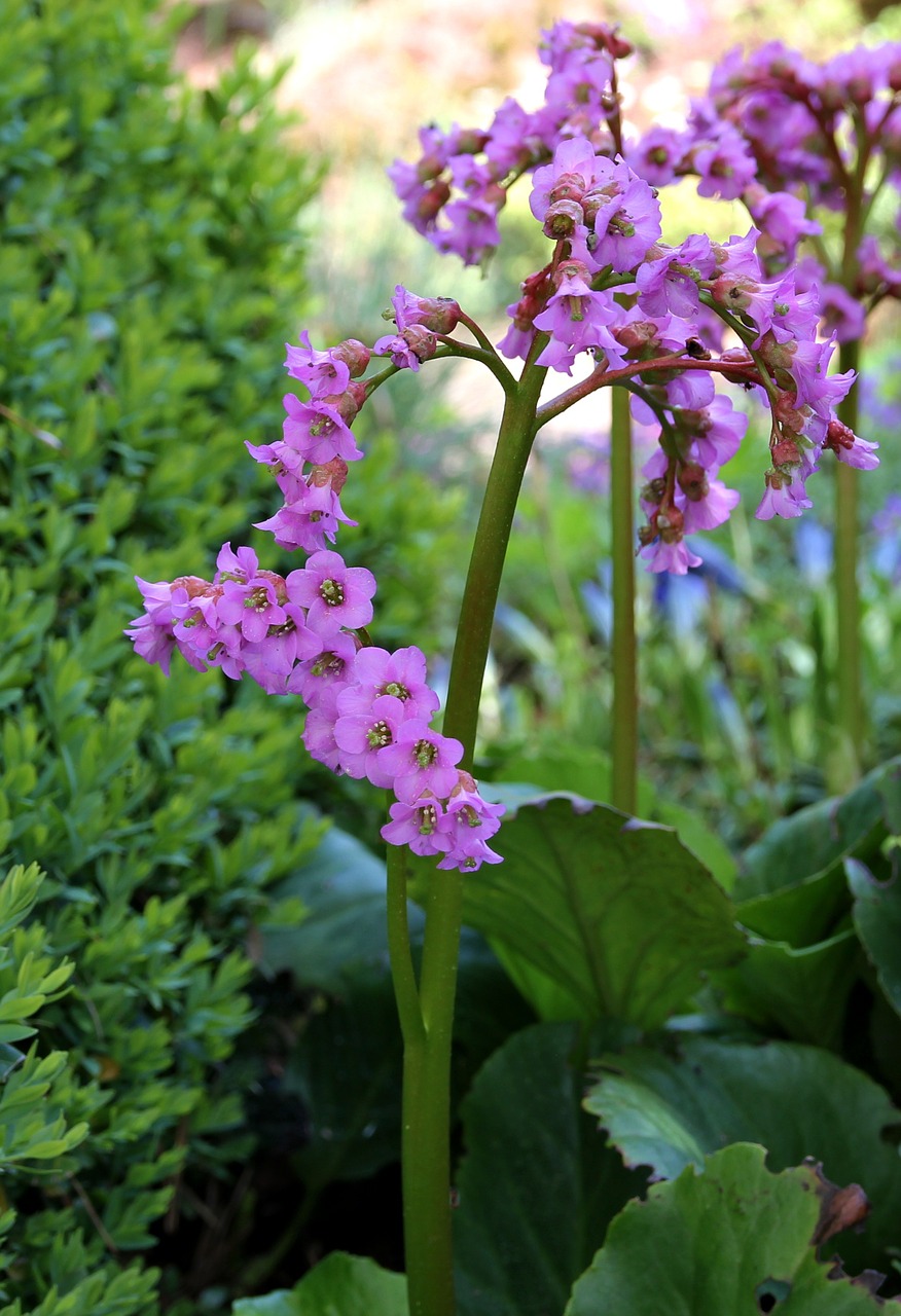 flowers purple flowers nature free photo